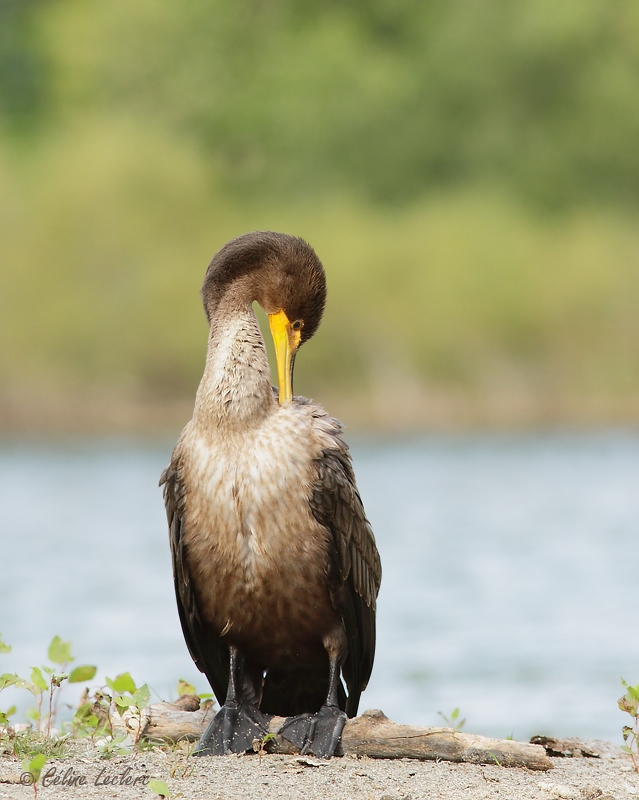 Cormoran  aigrettes_3469 - Double-crested Cormorant