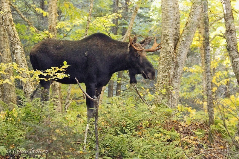 Orignal_4366 - Moose
