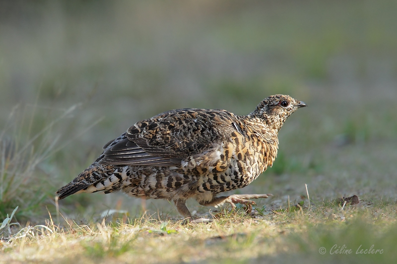 Ttras du Canada (femelle)_4718 - Spruce Grouse