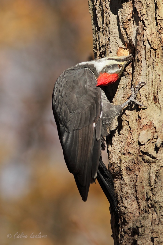 Grand Pic (femelle)_5247 - Pileated Woodpecker 