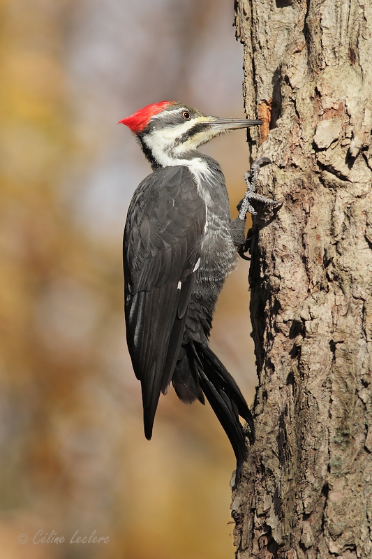 Grand Pic (femelle)_5328 - Pileated Woodpecker 