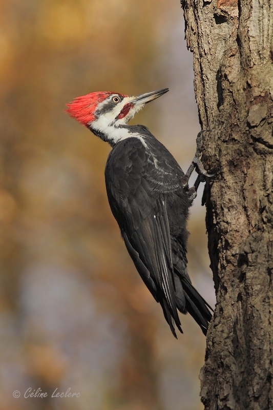 Grand Pic (mle)_5231 - Pileated Woodpecker 