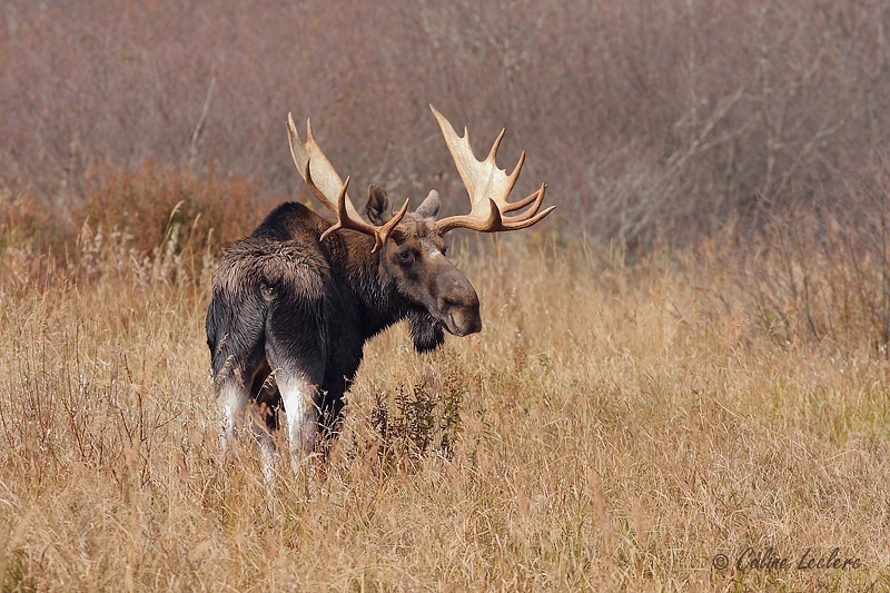 Orignal_3756_1 - Moose