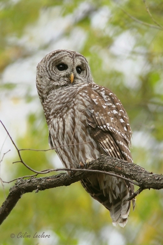 Chouette rayée_6718 - Barred Owl