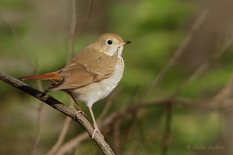 Grive solitaire_6841 - Hermit Thrush