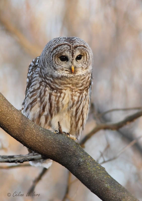 Chouette raye_7463 - Barred Owl