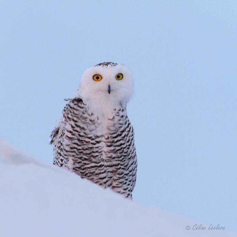 Harfang des neiges_7893 - Snowy Owl