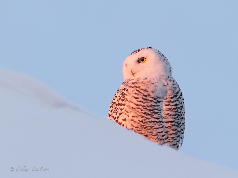 Harfang des neiges_7854 - Snowy Owl