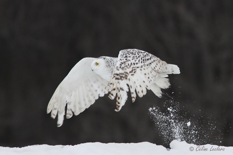 Harfang des neiges_8080 - Snowy Owl
