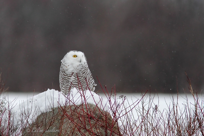 Harfang des neiges_7908 - Snowy Owl