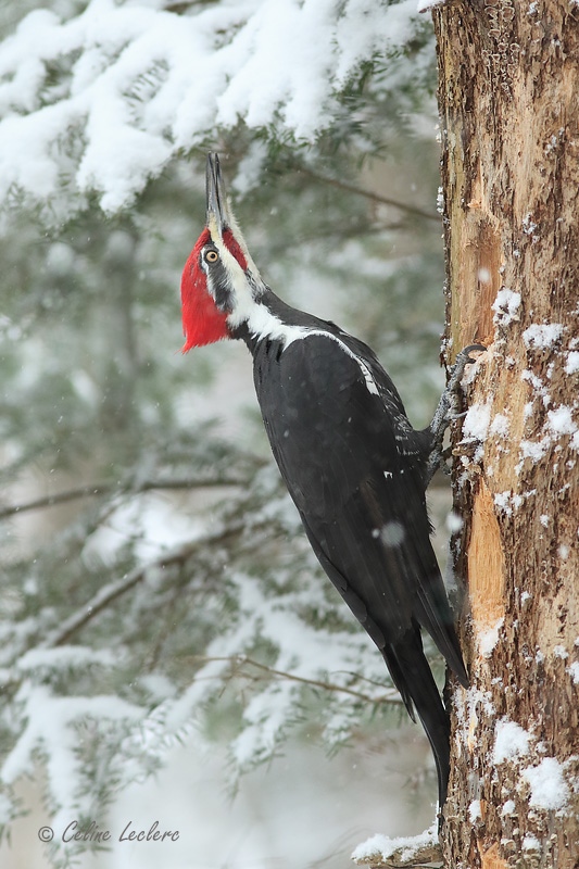 Grand Pic_Y3A0788 - Pileated Woodpecker 