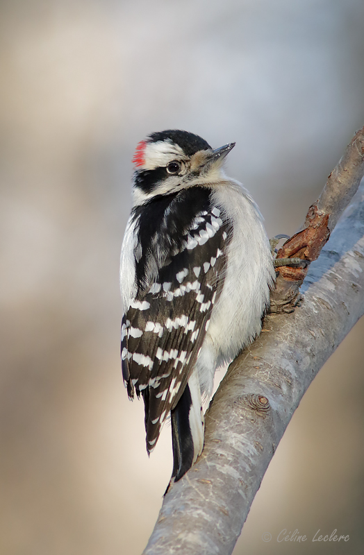 Pic mineur_Y3A1443 - Downy Woodpecker