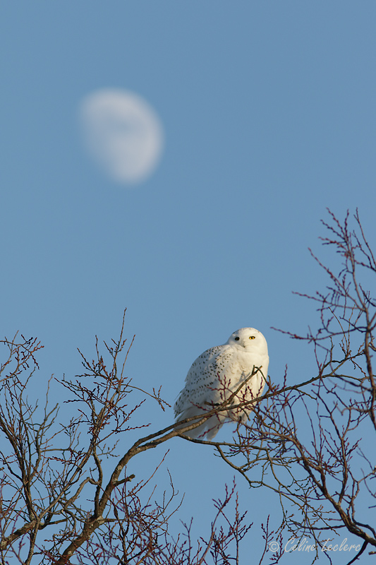 Harfang des neiges_Y3A2137 - Snowy Owl