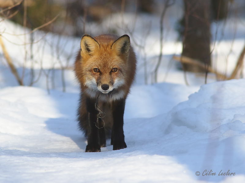 Renard roux_Y3A2051 - Red Fox