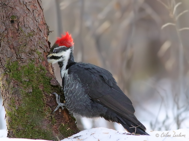 Grand Pic_Y3A1562 - Pileated Woodpecker