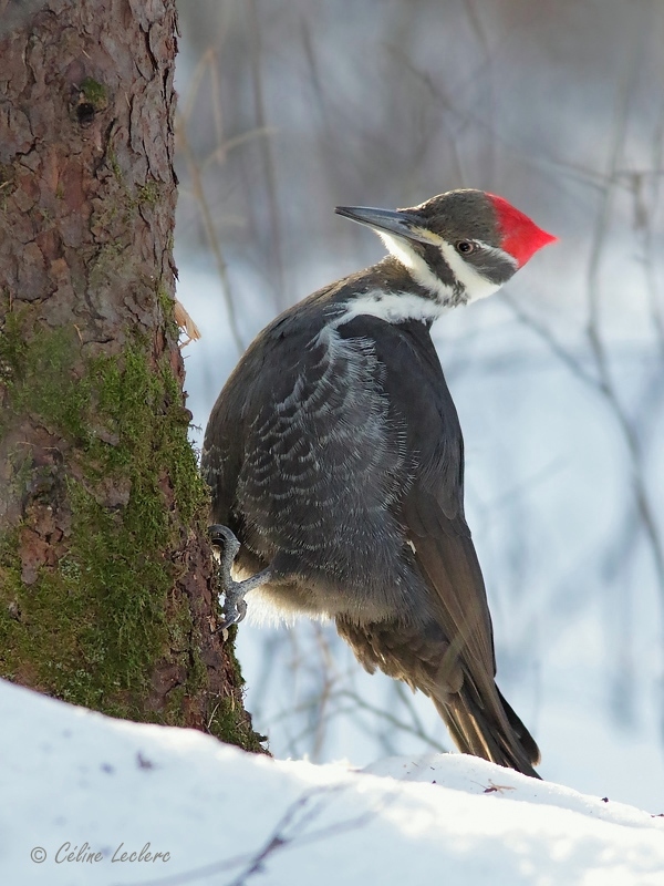Grand Pic (femelle)_Y3A1751 - Pileated Woodpecker