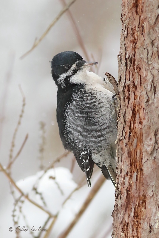 Pic  dos noir (f)_Y3A2354 - Black-backed Woodpecker 