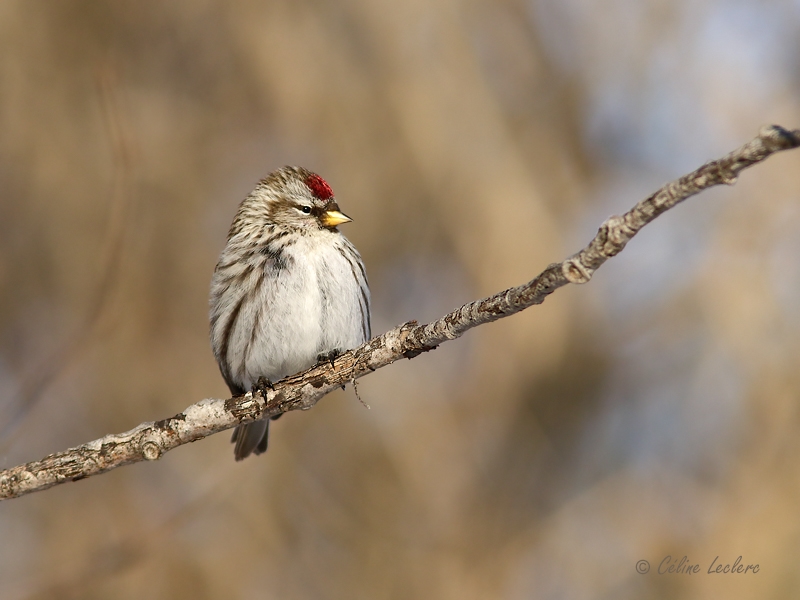 Sizerin flamm_Y3A3995 - Common Redpoll