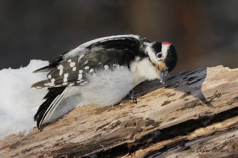 Pic chevelu_Y3A5578 - Hairy Woodpecker
