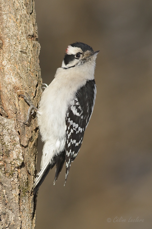 Pic mineur_Y3A5330 - Downy Woodpecker 