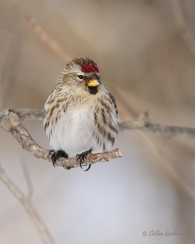 Sizerin flamm_Y3A5713 - Common Redpoll