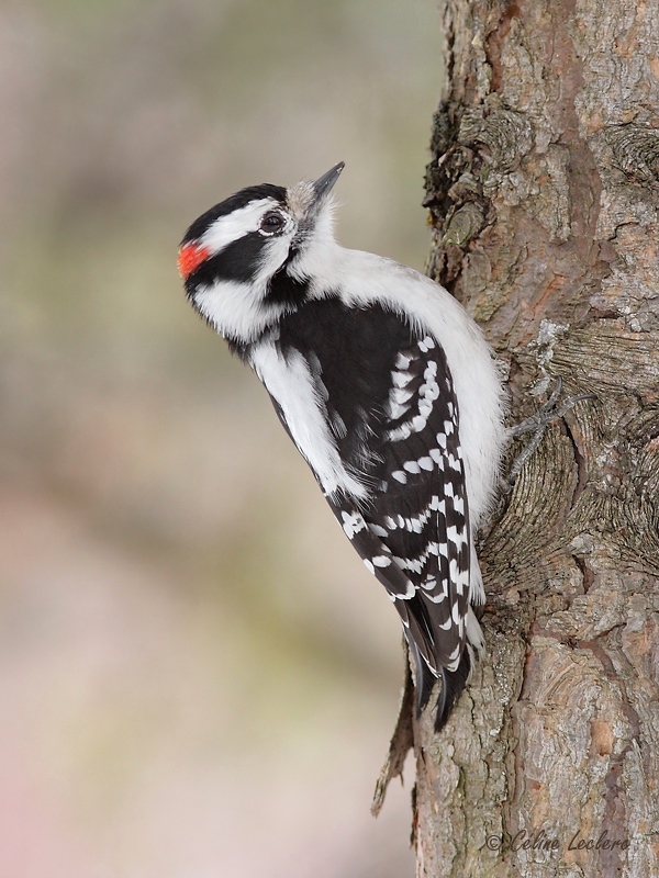 Pic mineur_3818 - Downy Woodpecker 