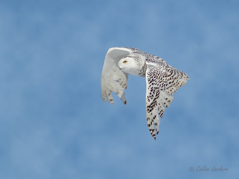 Harfang des neiges_Y3A6108_1 - Snowy Owl