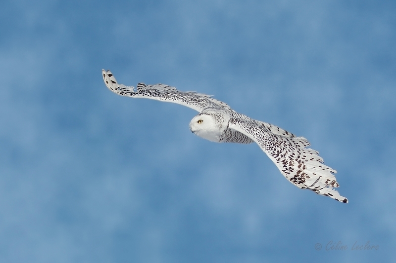 Harfang des neiges_Y3A6107_1 - Snowy Owl