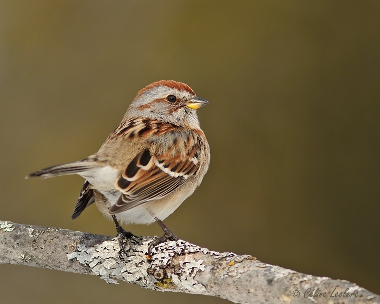 Bruant hudsonien_Y3A6063 - American Tree Sparrow