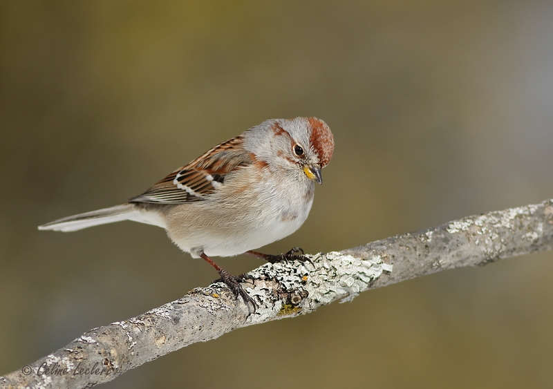 Bruant hudsonien_Y3A6009 - American Tree Sparrow