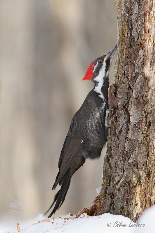 Grand Pic (f)_Y3A6488 - Pileated Woodpecker
