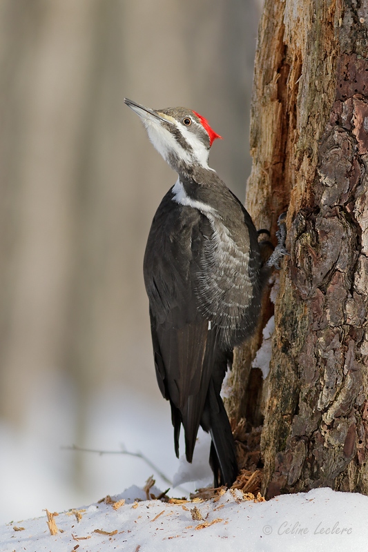 Grand Pic (f)_Y3A6563 - Pileated Woodpecker