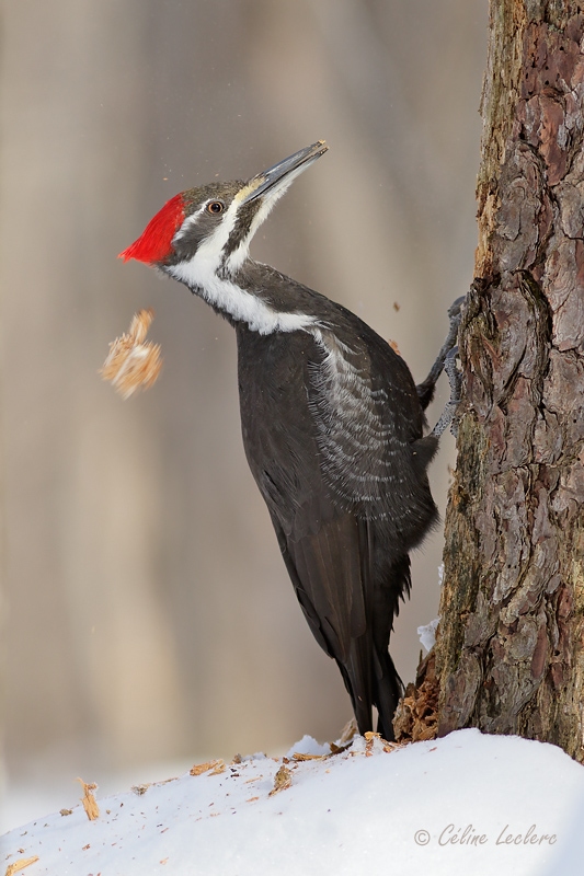 Grand Pic (f)_Y3A6496 - Pileated Woodpecker