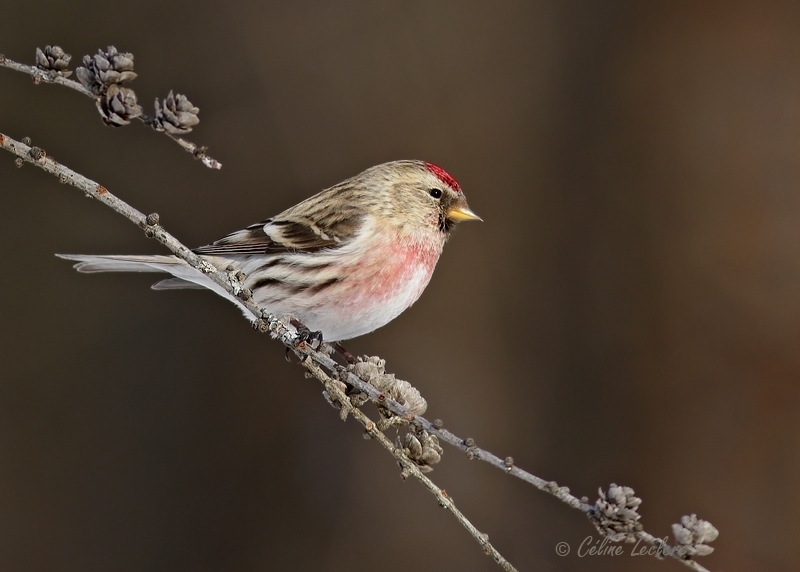 Sizerin flamm_Y3A7694 - Common Redpoll