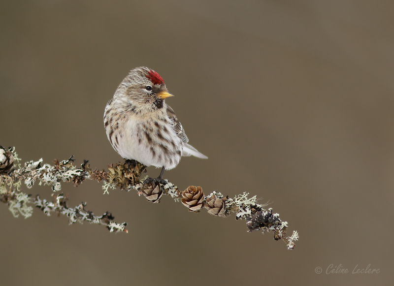 Sizerin flamm_Y3A7784 - Common Redpoll