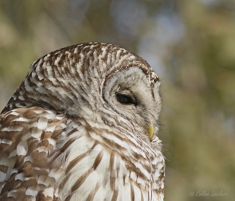 Chouette rayée_Y3A5924 - Barred Owl
