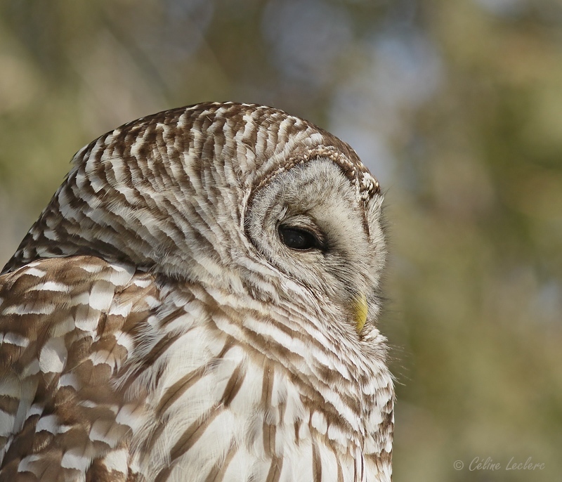 Chouette raye_Y3A5924 - Barred Owl