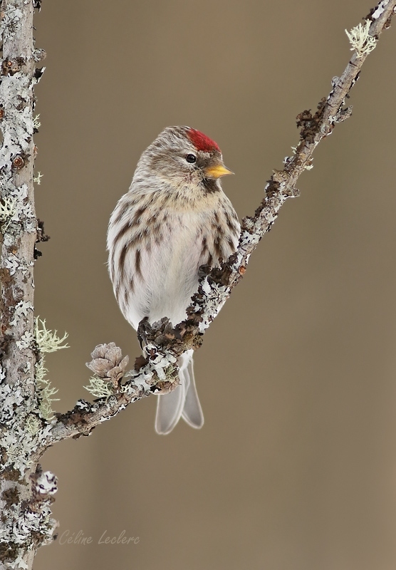 Sizerin flamm_Y3A7843 - Common Redpoll