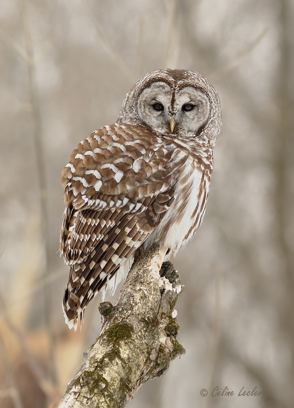Chouette raye_Y3A9015 - Barred Owl