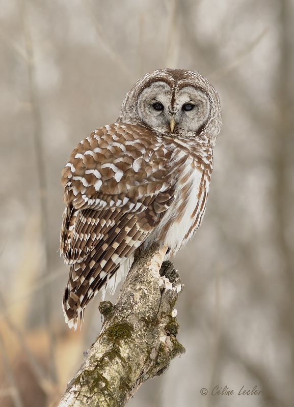 Chouette rayée_Y3A9015 - Barred Owl