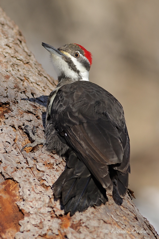 Grand Pic (f)_Y3A0171 - Pileated Woodpecker
