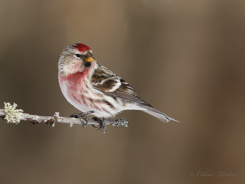 Sizerin flamm_Y3A7523 - Common Redpoll