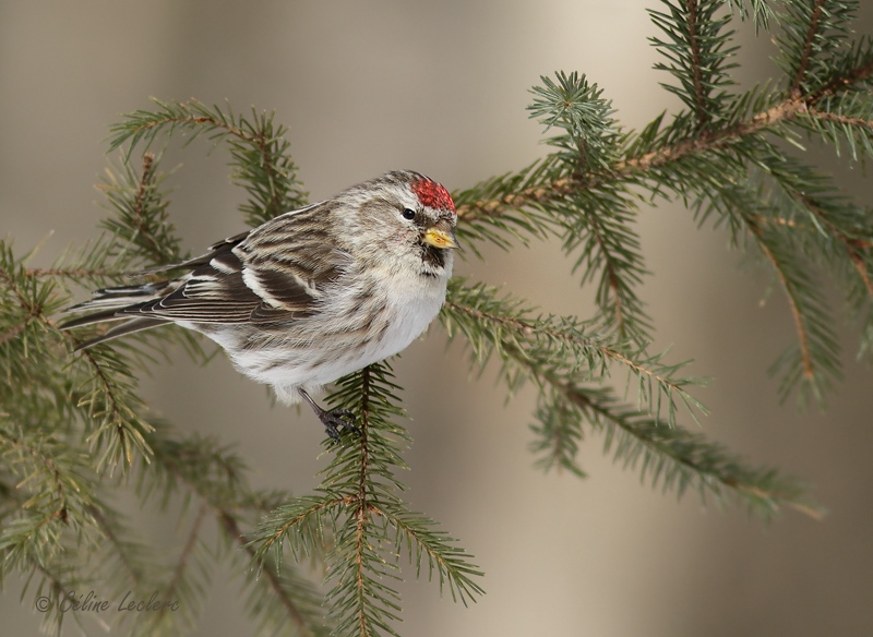 Sizerin flamm_Y3A7362 - Common Redpoll