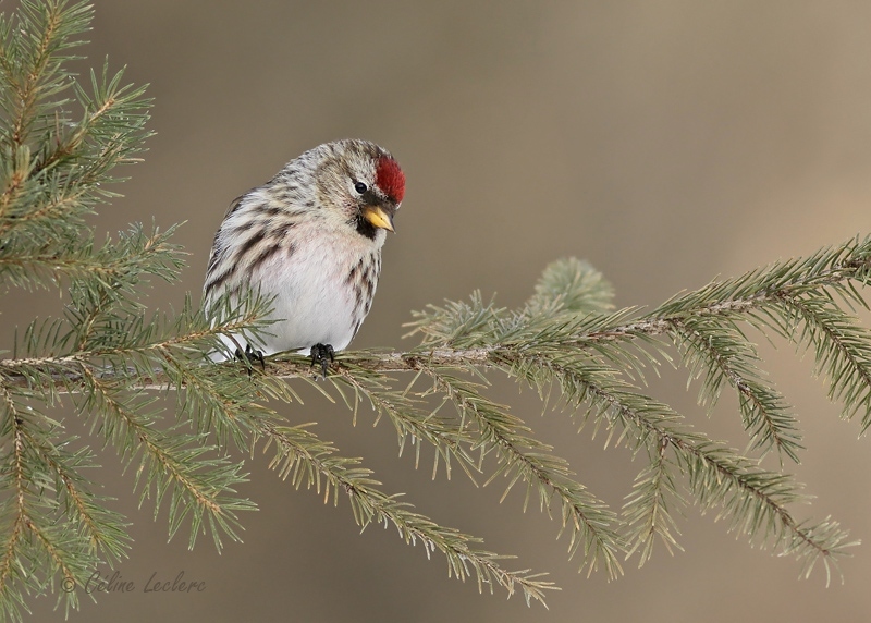 Sizerin flamm_Y3A7462 - Common Redpoll