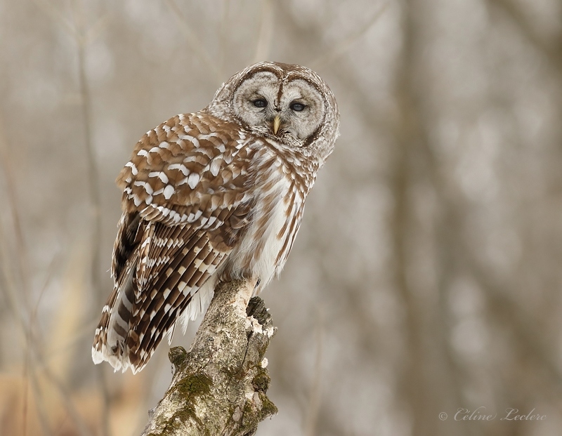 Chouette raye_Y3A9051 - Barred Owl
