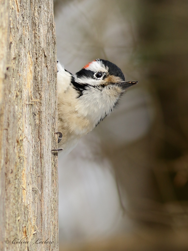 Pic chevelu_Y3A5991 - Hairy Woodpecker