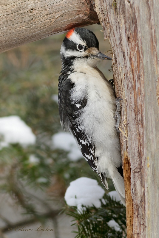 Pic chevelu_Y3A5989 - Hairy Woodpecker