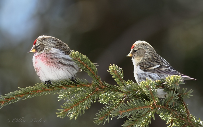 Sizerin flamm_Y3A9132 - Common Redpoll