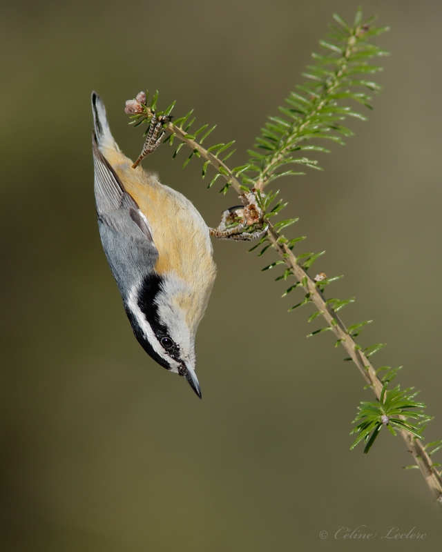 Sittelle à poitrine rousse_Y3A8228 - Red-breasted Nuthatch