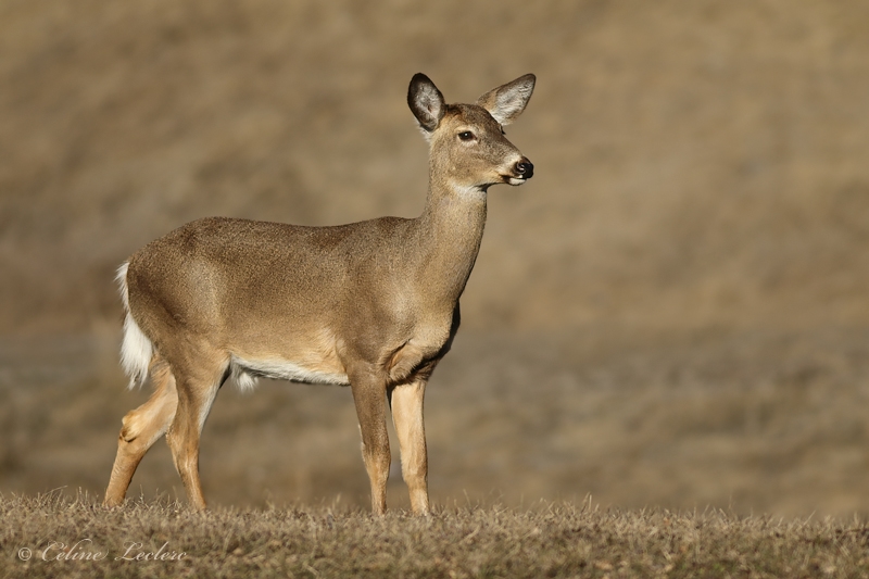 Cerf de Virginie_Y3A9862 - White-tailed Deer 